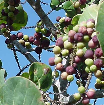 are sea grapes good for you